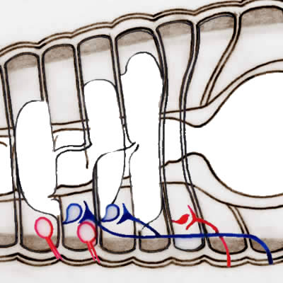 Quelle est l’anatomie du ver de terre ou lombric ?