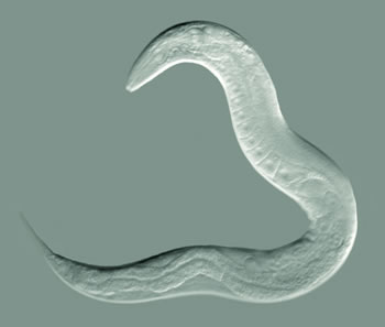 Le ver C. elegans