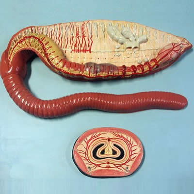Le ver de terre est ovipare ou vivipare ?