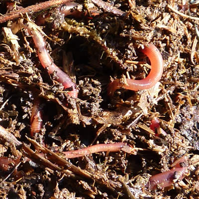 Quelles sont les meilleures conditions de vie du vers de compost "eiseinia foetida" ?