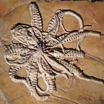 Existe-t-il des fossiles de ver de terre ?