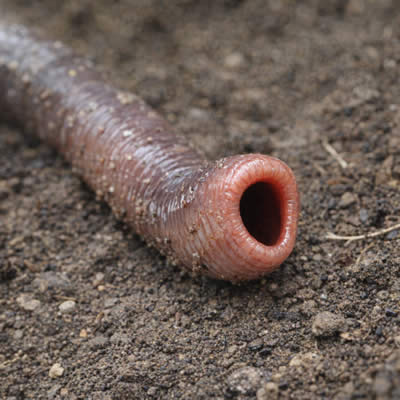 La bouche du ver d terre