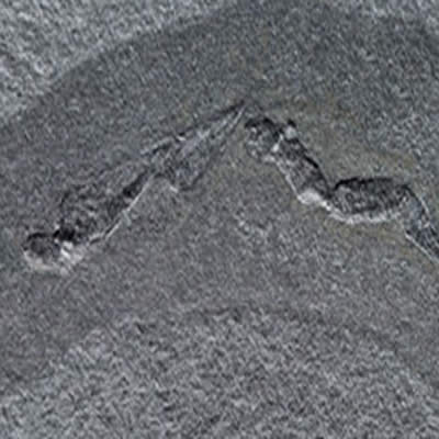Origine du ver de terre, ver fossile