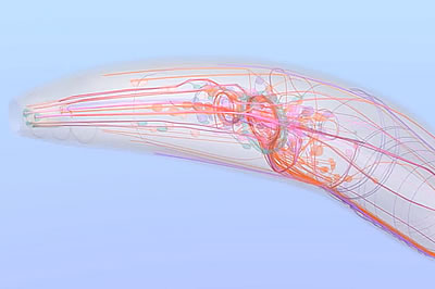Projet ver virtuel - C. elegans