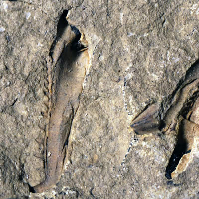 Un monstre géant de 400 millions d'années redécouvert dans un musée canadien