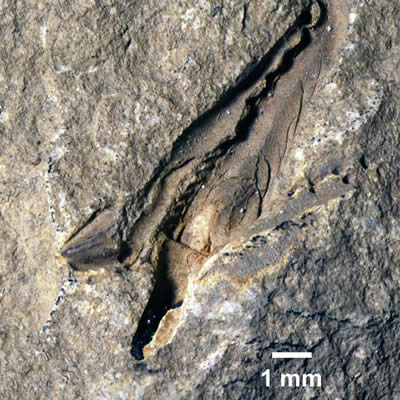 Un monstre géant de 400 millions d'années redécouvert dans un musée canadien