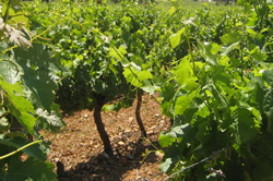 Un viticulteur bio dans le Var collabore avec la nature ! 