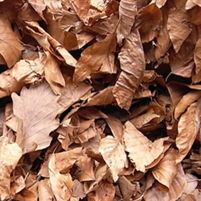 Capture d'un ver de terre sous des feuilles