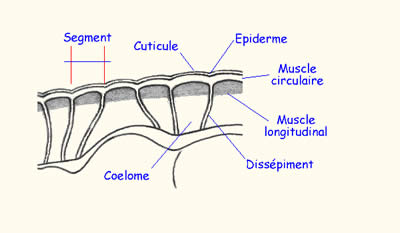 Anatomie interne, détail d'un segment du ver de terre