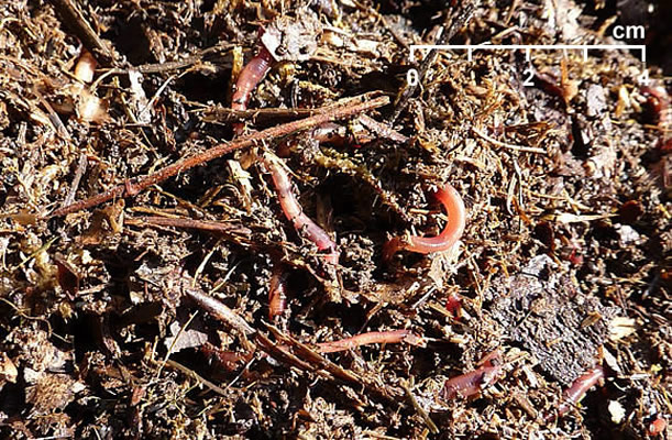 Une nurserie de vers eisenia foetida dans un compost. 