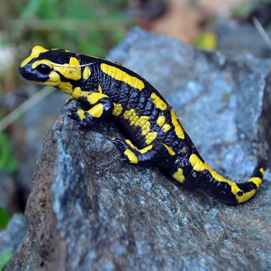 Prédateur du ver de terre : la Salamandre commune (Salamandra salamandra)